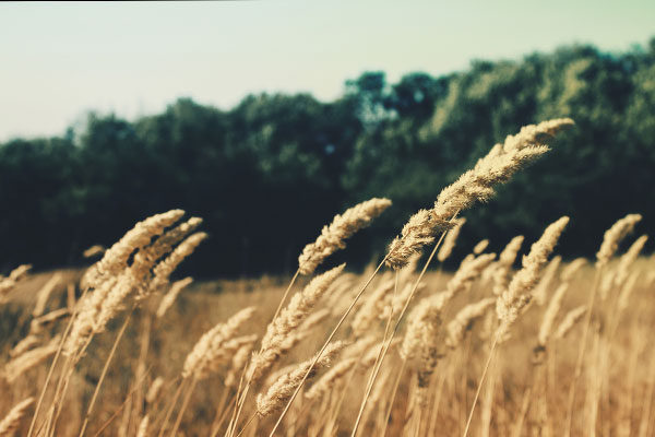 内部价格卡密的云呼机